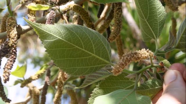 Broussonetia papyrifera смотреть онлайн