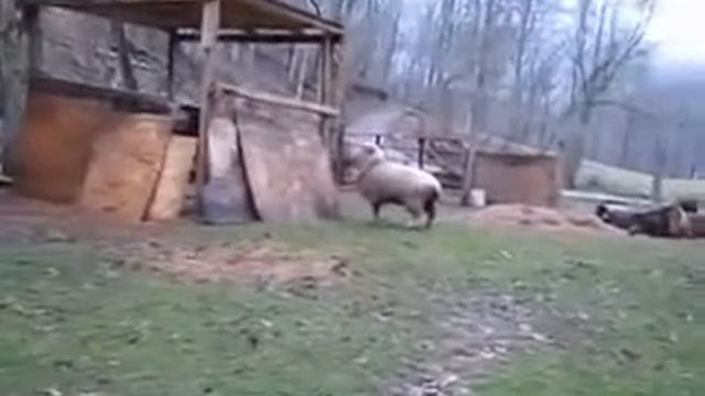 весёлая овечка смотреть онлайн