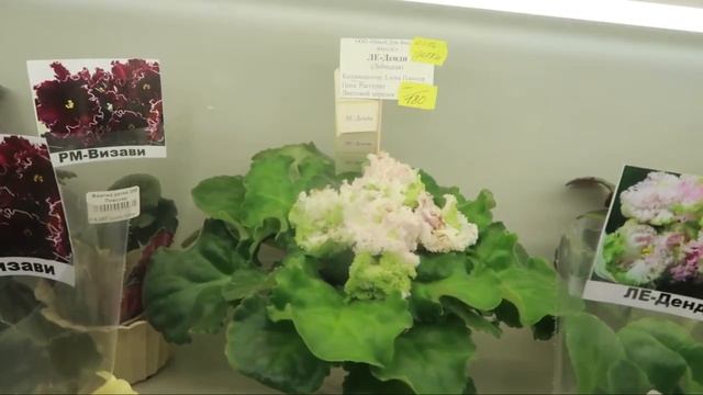 Выставка фиалок /Дом фиалок /Москва, Декабрь 2022 смотреть онлайн