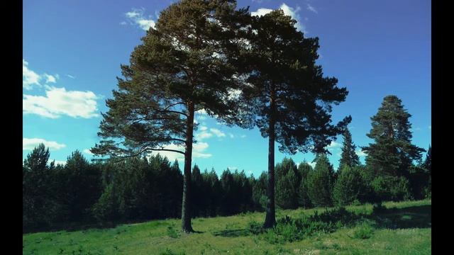 Сосны авторская мелодекламация стихи исполнение и видео Татьяна Талызина смотреть онлайн