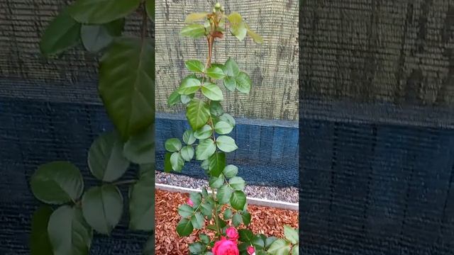 Эрик Таберли, Ред Пьер де Ронсар, малиновый красавчик смотреть онлайн