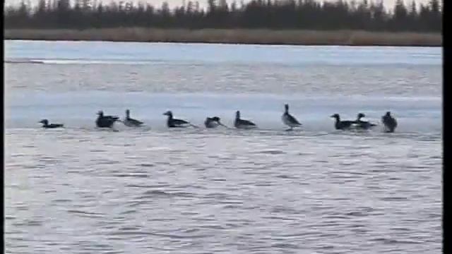 морянки Колыма @SiS смотреть онлайн