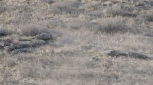 охота на волка на вабу весной