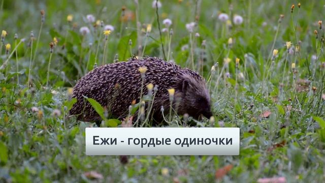 Интересные факты о ежах | НИКОГДА НЕ ДАВАЙТЕ ЕЖАМ МОЛОКО смотреть онлайн