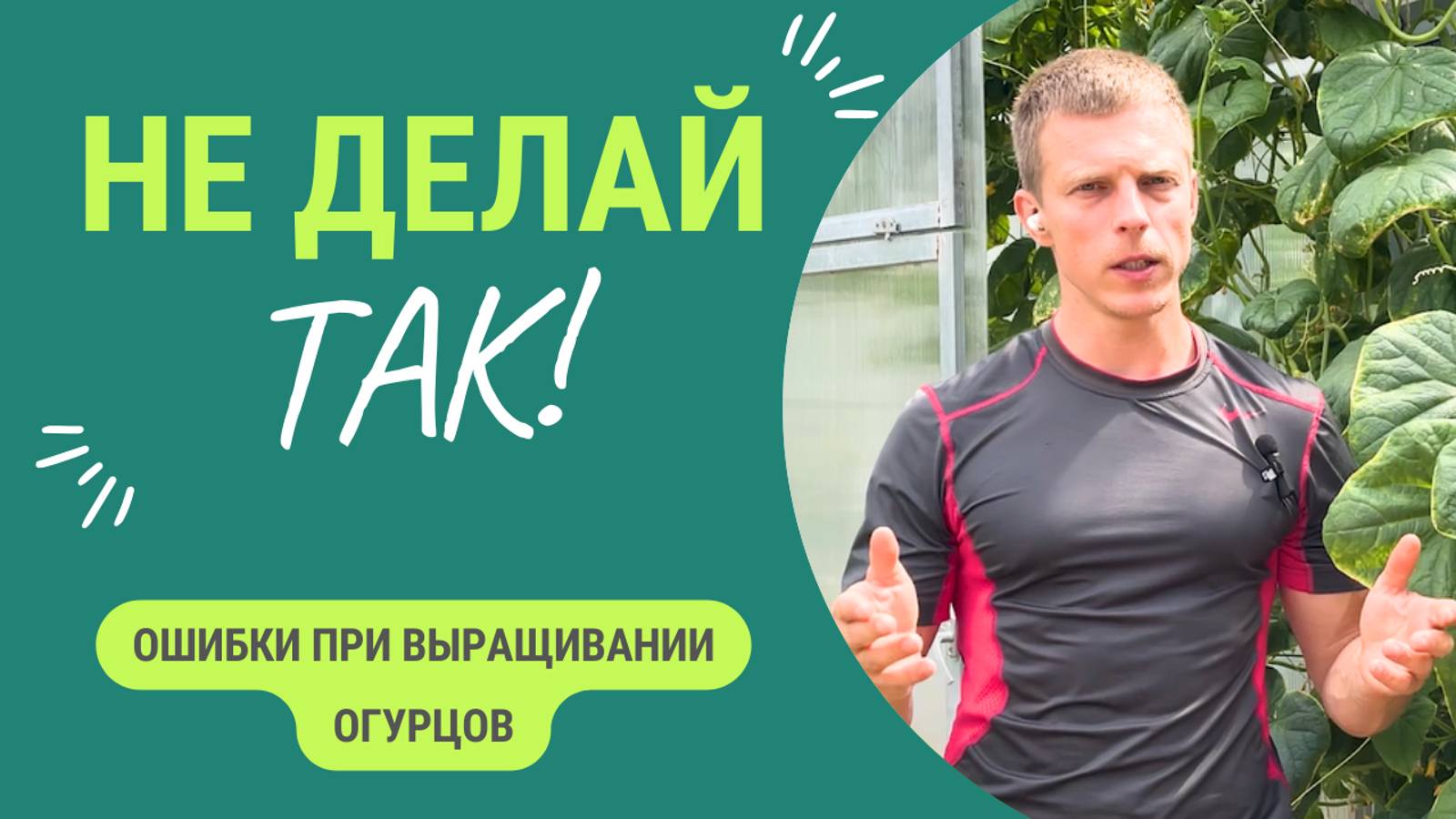 Ошибки при выращивании огурцов. Пожалуйста, не делайте этих ошибок смотреть онлайн