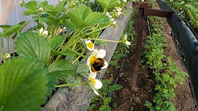 Как работают шмели на клубнике смотреть онлайн