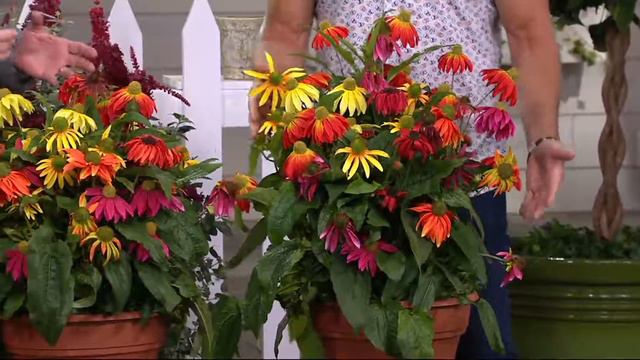Cottage Farms Perpetuals Rainbow Coneflowers 5-pc Set On QVC