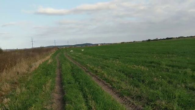 Autumn days #3. Русская псовая борзая / Borzoi смотреть онлайн