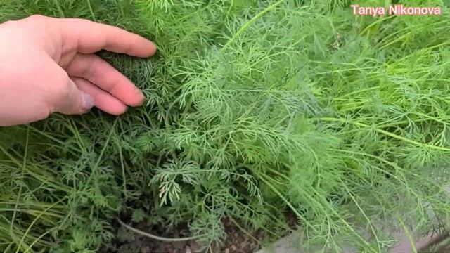 УРОЖАЙ УКРОПА В НАЧАЛЕ МАЯ. КУСТОВОЙ УКРОП. смотреть онлайн