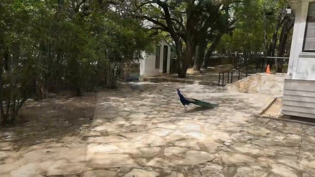 Павлины в городском парке города Остин, штат Техас / Mayfield park, Austin TX смотреть онлайн