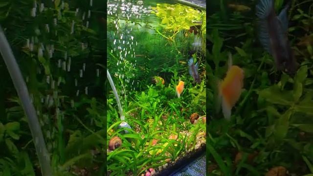 Как живут Петушки с Тернециями? смотреть онлайн