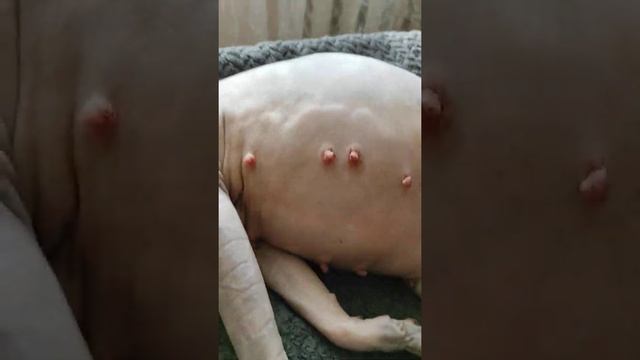 Беременность это прекрасно "Канадский сфинкс" смотреть онлайн