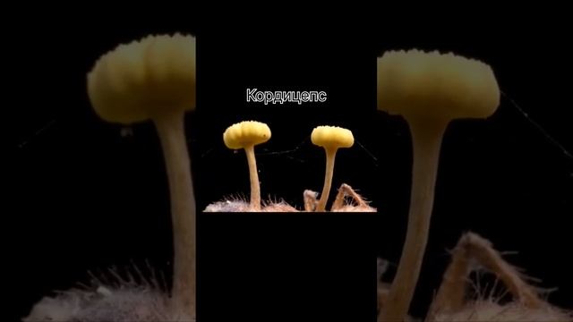 Гриб-паразит, превращающий муравьев в зомби