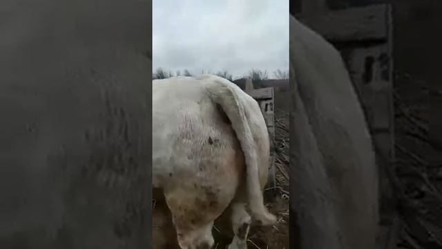 1 тонна бык шароле смотреть онлайн