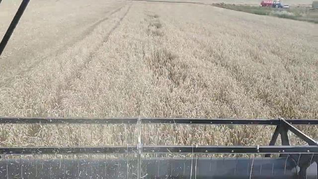 Яровая пшеница смотреть онлайн