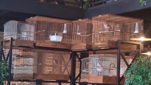 Певчий дрозд, Шама дрозд, Черный дрозд, Зарянка