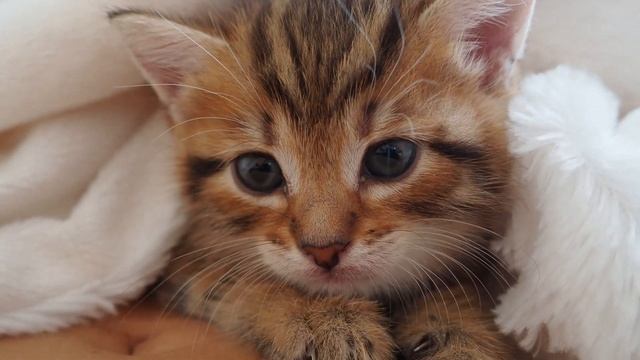 Котенок пригрелся под одеялом / Kitten warmed up under the blanket смотреть онлайн