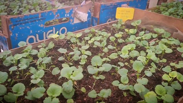 В ожидании весны. Небольшой обзор цветочной рассады 19.02.2023 года. смотреть онлайн