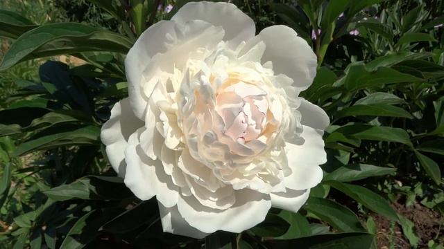 Пион АЛИСА ХАРДИНГ - Paeonia ALICE HARDING: обзор, описание, цветение, отзыв