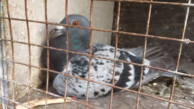 Голубь сломал ноги прошло 10дней смотреть онлайн