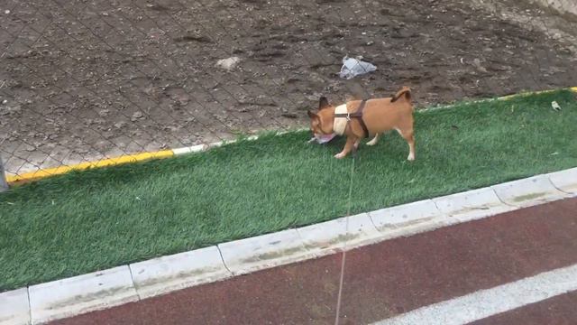 Chihuahua Garik in a good mood смотреть онлайн