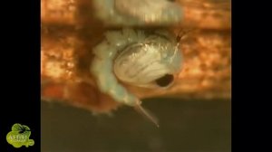 Жизненный цикл комаров. АНТИКОМАР.РФ