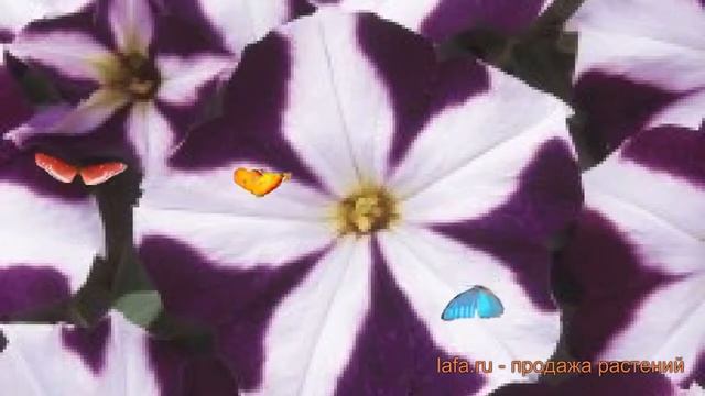 Петуния мультифлора Карпет Блю стар ? обзор: как сажать, семена петунии Карпет Блю стар смотреть онлайн