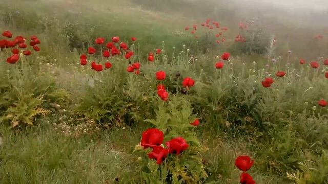 Маки в тумане
