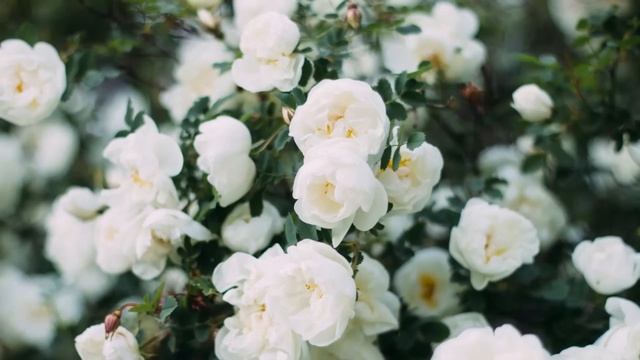 Жизненные истории. Интересные истории. Душевные истории. Увлекательные истории. Рассказы смотреть онлайн