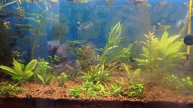 Улитки теодоксусы чистят стекла аквариума. смотреть онлайн