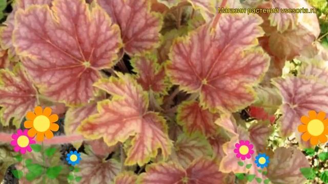 Гейхера Мастер паинтер Пикассо. Краткий обзор, описание heuchera Master painter picasso смотреть онлайн