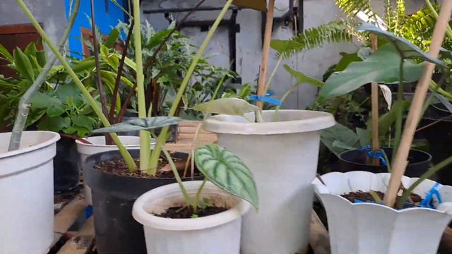 MEMANFAATKAN AREA RUMAH DENGAN TANAMAN смотреть онлайн