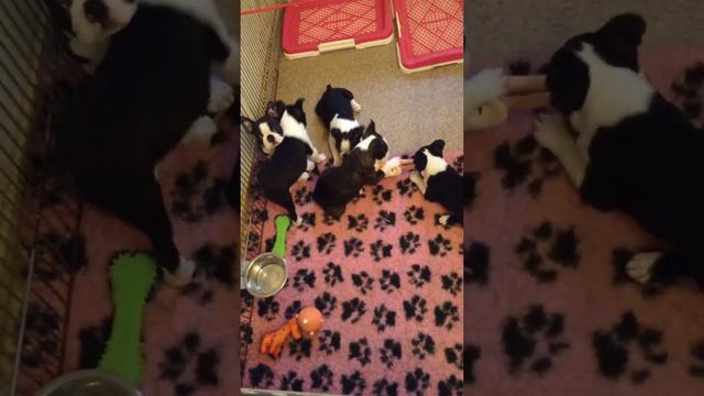 Щенки бостончики