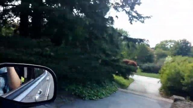 Зацените американский Петергоф! // Дворец Вандербильдтов в Эшвиле // Рина Замужзарубеж смотреть онлайн