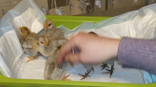 ОБЗОР ЦЫПЛЯТ 2020 ? КТО ЧЕЙ ДЕТЁНЫШ ❓ смотреть онлайн