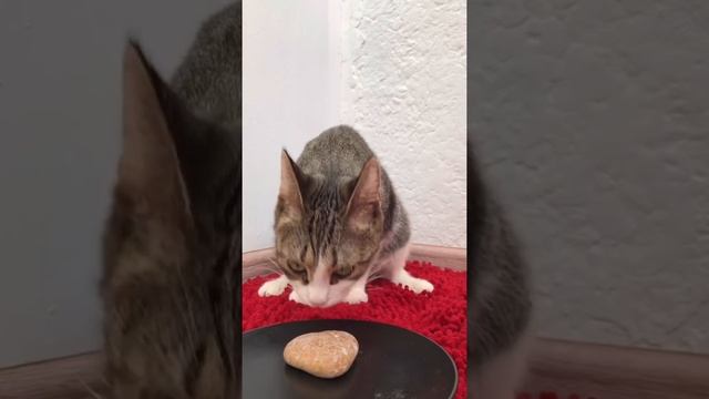 Стройка Волшебства