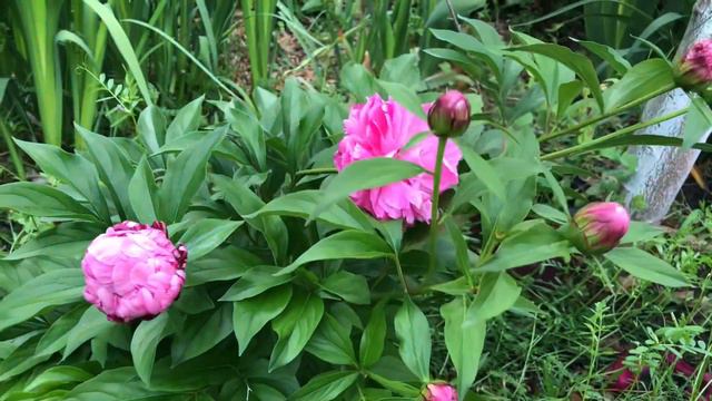 Madame Emile Debatene peony.Beautiful semi double peony.North Texas.Zone 8a.//Small garden. смотреть онлайн