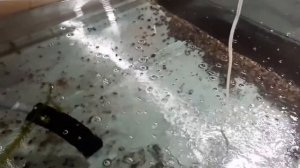 Передержка раков.Подготовка УЗВ для пресноводных раков