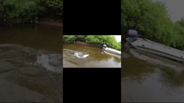 Ловля горбуши на воблер 80 мм (13 гр) от Mr. Musurok #shorts