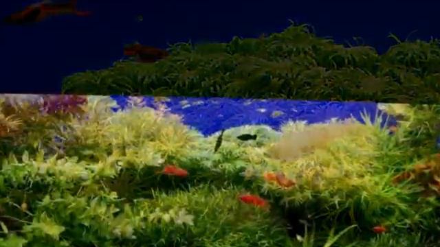 аквариум смотреть онлайн