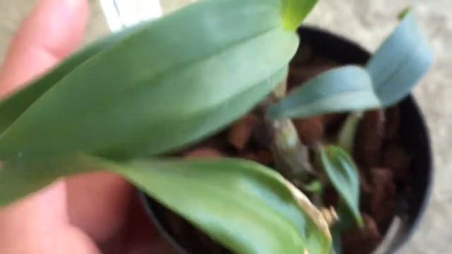 dEndrobium kingianum update смотреть онлайн