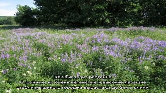 Лечебные свойства мышиного горошка смотреть онлайн