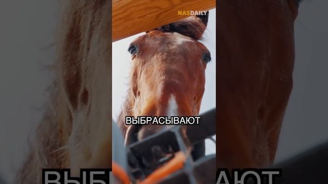 У неё 80 лошадей смотреть онлайн