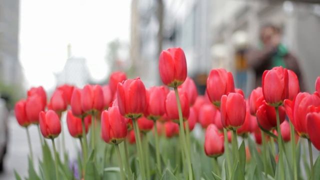 Красные тюльпаны - красивое видео смотреть онлайн