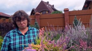 Верески в наших садах. Сорта вересков. Секреты выращивания и ухода.