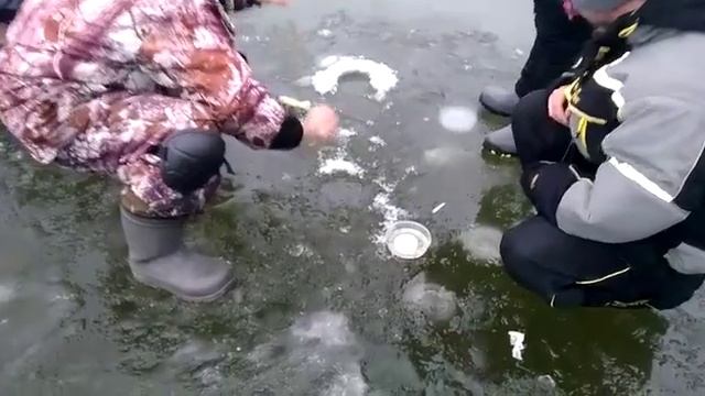 Осетровая раздача на безлимите парус юг. смотреть онлайн