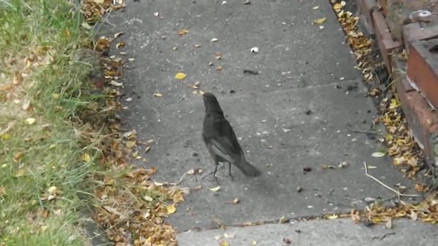 FUJIFILM S4400 Test 2 Footage (Auto Focus Only)