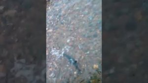 Рыбалка мойва Териберка