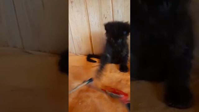 Как выглядит настоящий котик Мейн-кун в 1,5 месяца смотреть онлайн