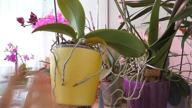 Поливаю орхидеи с удобрением./ Удобряю ли цветущие?/ Цеофлора - особый компонент грунта и это важно смотреть онлайн